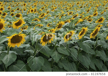 有輕微凹陷的向日葵(沒有能量的向日葵田) 有輕微凹陷的向日葵(沒有能量的向日葵田) 81197658