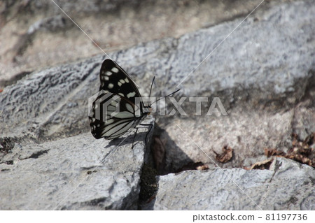 Sesame butterfly four-footed butterfly, Hestina Sesame butterfly four-footed butterfly, Hestina 81197736