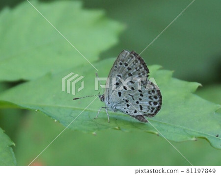 大和Shizimi 81197849