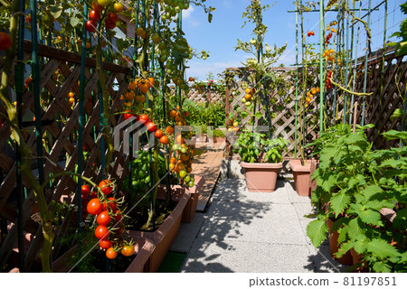DIY a roof balcony, a nice kitchen garden, a healthy life with fresh vegetables DIY a roof balcony, a nice kitchen garden, a healthy life with fresh vegetables 81197851