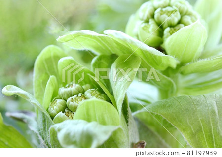 Japanese butterbur spring field edible wild plants Fuki flower buds close-up Japanese butterbur spring field edible wild plants Fuki flower buds close-up 81197939
