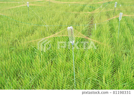 稻橙驅鳥網（PET瓶網托） 81198331