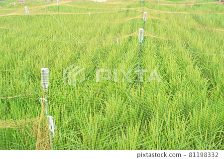 稻橙驅鳥網（PET瓶網托） 81198332