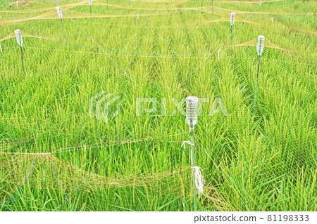 稻橙驅鳥網(PET瓶網托) 稻橙驅鳥網(PET瓶網托) 81198333