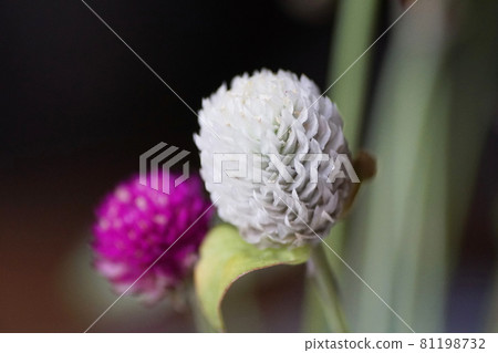 Globe amaranth Globe amaranth 81198732