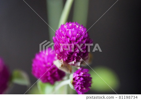 Globe amaranth 81198734