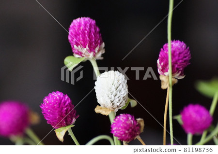 Globe amaranth 81198736