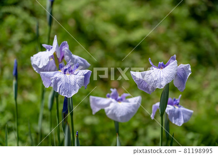 三重縣龜山市龜山公園菖蒲園的紫花鳶尾 81198995