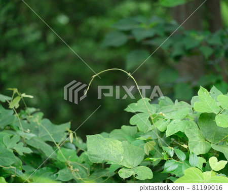 Weed vine Weed vine 81199016