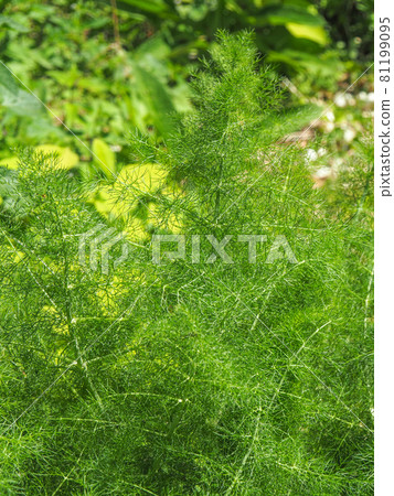 Fennel cultivated in Adachi-ku, Tokyo Urban Agricultural Park 81199095
