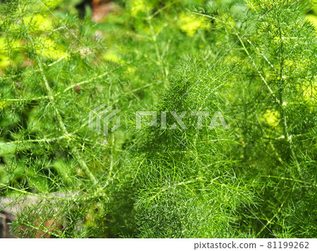 Fennel cultivated in Adachi-ku, Tokyo Urban Agricultural Park 81199262