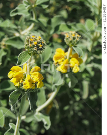 Jerusalem sage cultivated in Adachi-ku, Tokyo Jerusalem sage cultivated in Adachi-ku, Tokyo 81199497