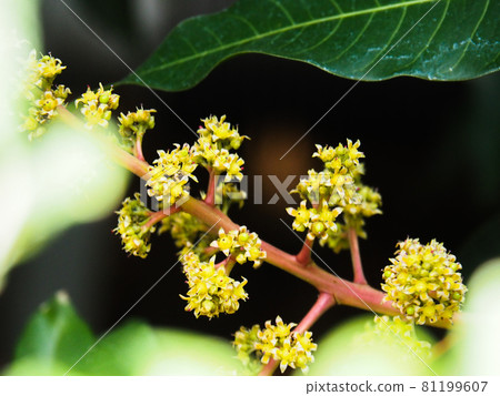Mango blooming in Adachi City Agriculture Park, Tokyo 81199607