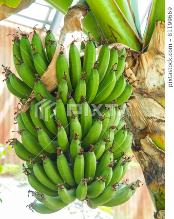 Bananas growing in Adachi City Agriculture Park, Tokyo 81199669