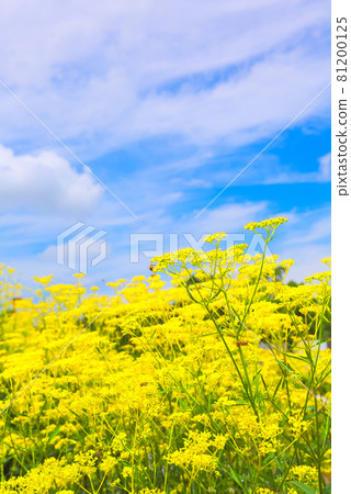 Herd of Joro flowers 81200125