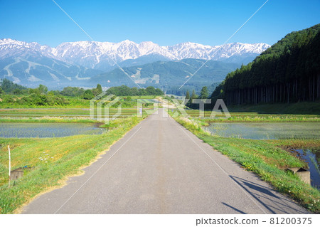 清晨美麗的田園風光 81200375