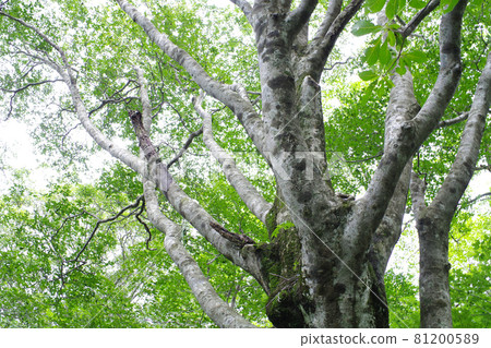 Scenery of beech forest in Hiroshima citizen's forest 81200589