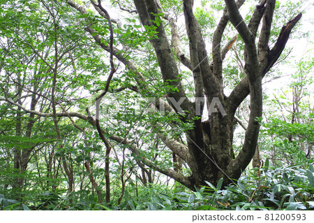 Scenery of beech forest in Hiroshima citizen's forest 81200593