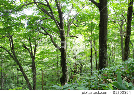 廣島市民林山毛櫸林的風景 廣島市民林山毛櫸林的風景 81200594