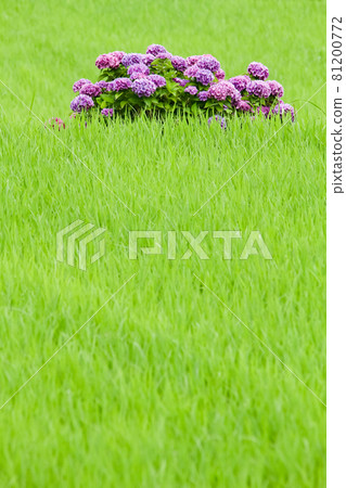 一株繡球花在綠油油的稻田裡綻放 81200772