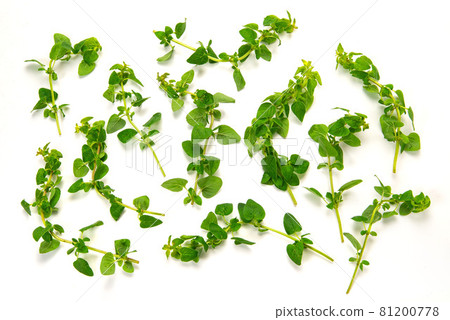 草本牛至 81200778