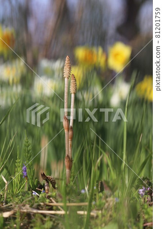在春天的花園裡生長的筑紫 在春天的花園裡生長的筑紫 81201759
