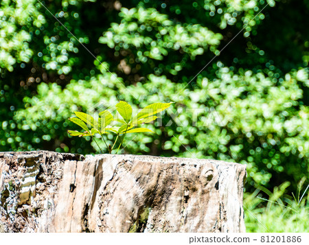 Sprouts sprout from a stump 81201886