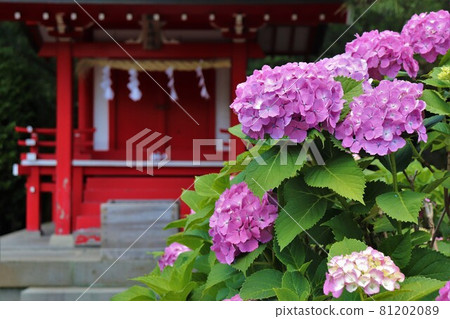三島大社嚴島神社前盛開的粉紅色繡球花 81202089