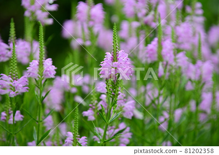 Anise Hisop Anise Hisop 81202358