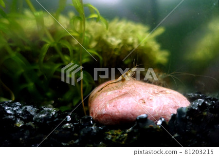 Pacific shrimp 81203215