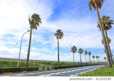 Scenery with palm trees Maihama, Urayasu City, Chiba Prefecture 81203295