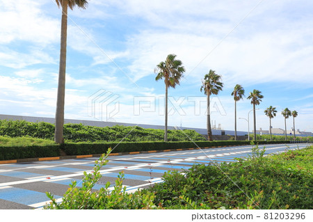 Scenery with palm trees Maihama, Urayasu City, Chiba Prefecture 81203296