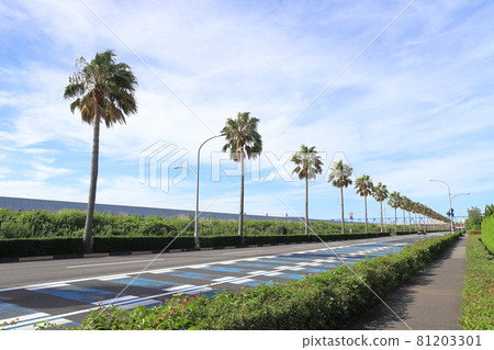 千葉縣浦安市舞濱的棕櫚樹風景 81203301