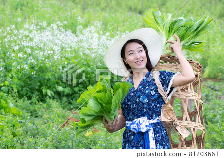 Picking organic lettuce. Picking organic lettuce. 81203661