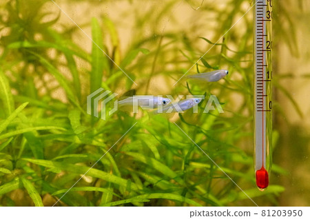 鱂魚苗 鱂魚苗 81203950