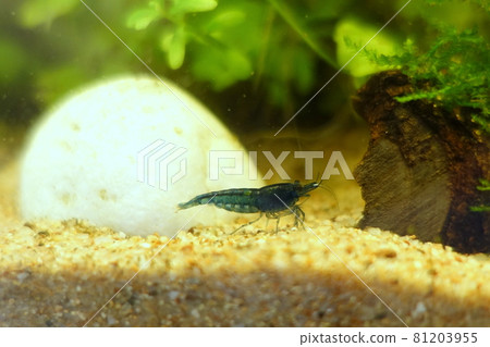 Velvet blue shrimp Velvet blue shrimp 81203955