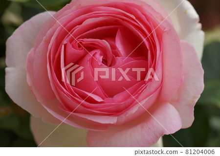 Pink rose Pink rose 81204006