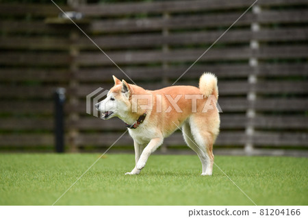 柴犬犬跑 柴犬犬跑 81204166