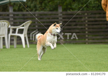 柴犬犬跑 柴犬犬跑 81204170