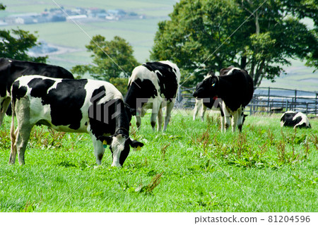 Cows spending time in the vast grasslands Cows spending time in the vast grasslands 81204596