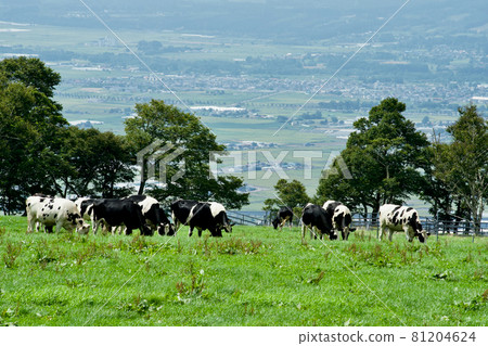 Cows spending time in the vast grasslands Cows spending time in the vast grasslands 81204624