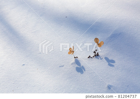 冬季徒步旅行 81204737