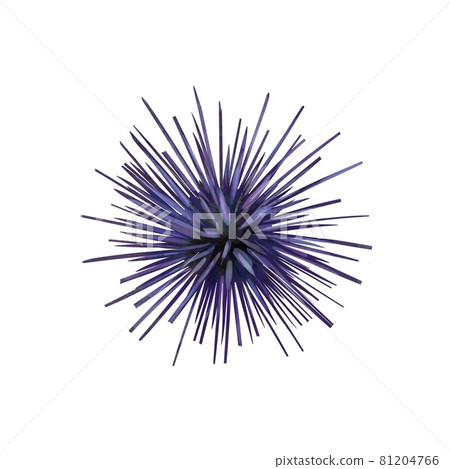 Watercolor illustration of fire sea urchin isolated on white background. Watercolor illustration of fire sea urchin isolated on white background. 81204766
