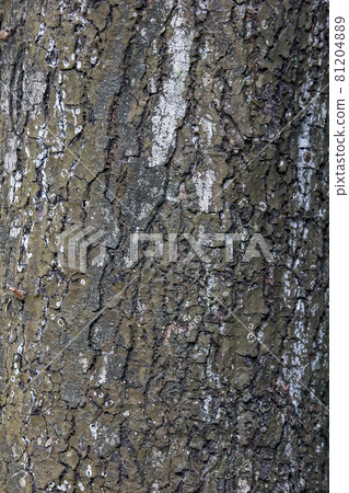 broken tree bark Each type of bark has different characteristics, including color, cracking lines of the bark. broken tree bark Each type of bark has different characteristics, including color, cracking lines of the bark. 81204889