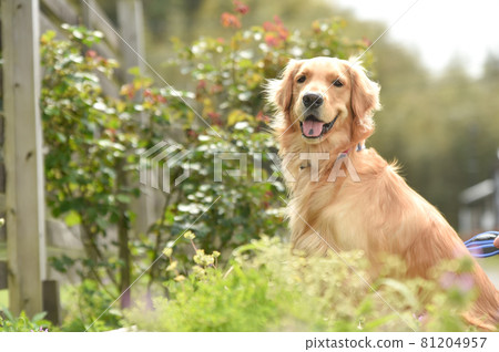 Golden retriever to relax in nature 81204957