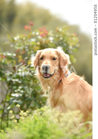 Golden retriever to relax in nature Golden retriever to relax in nature 81204958