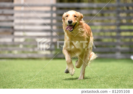 Golden retriever playing with dog run 81205108