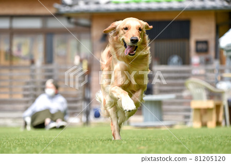Golden retriever playing with dog run 81205120