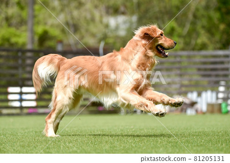 Golden retriever playing with dog run 81205131