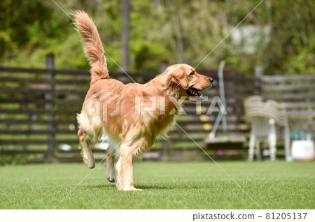 Golden retriever playing with dog run 81205137